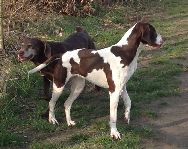 FenlanderGundogs.co.uk